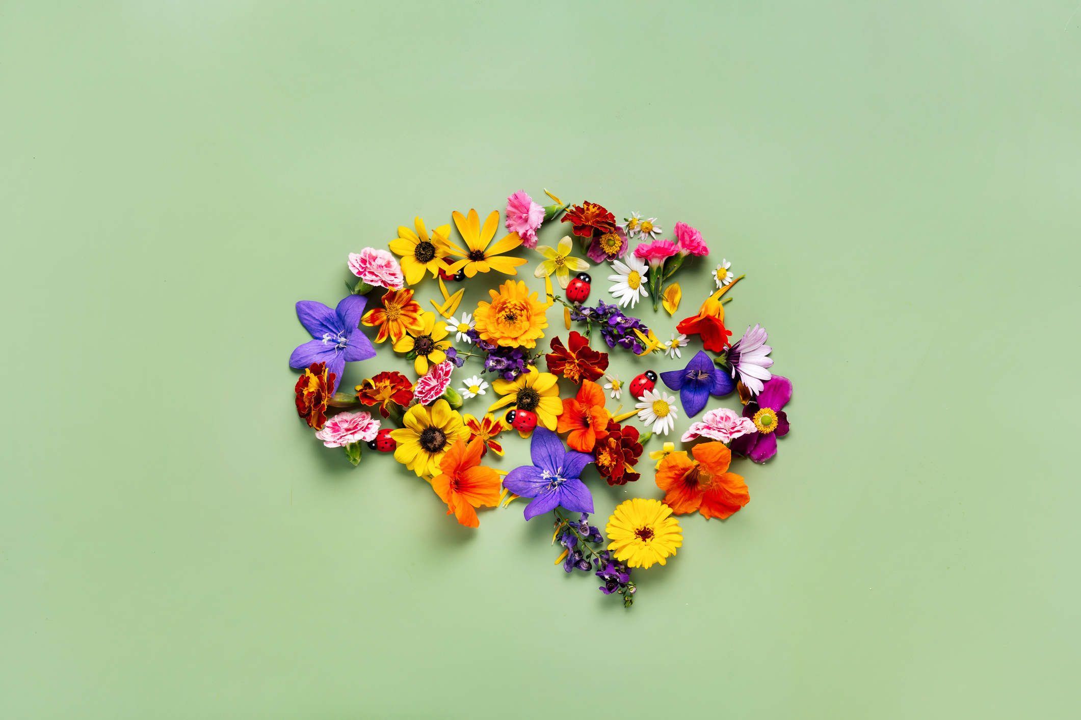 Flowers laid out in the design on a human brain.